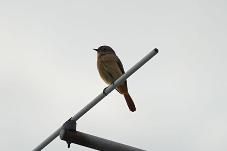 初めてジョウビタキ(メス)が撮れました！