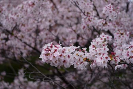 京都桜