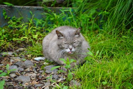 あっかんべー🐈