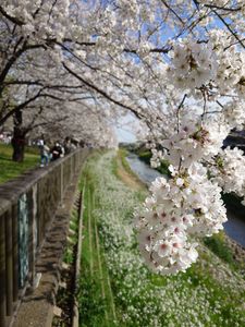 野川の桜