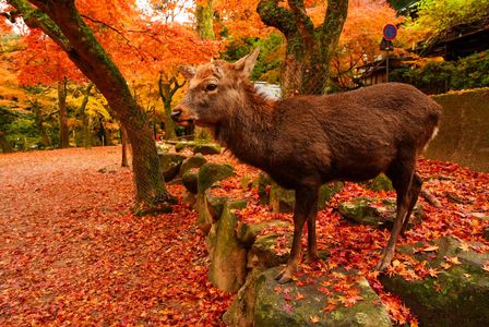 鹿と紅葉