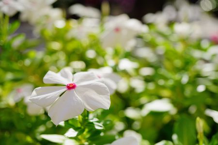 ニチニチソウ 2025/10