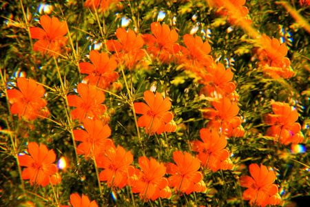 KIBANA　COSMOS　MONSTER！