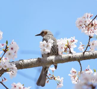 ヒヨドリのお花見🌸