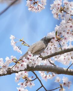 花🌸より団子🍯