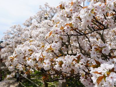 咲き誇る御室桜