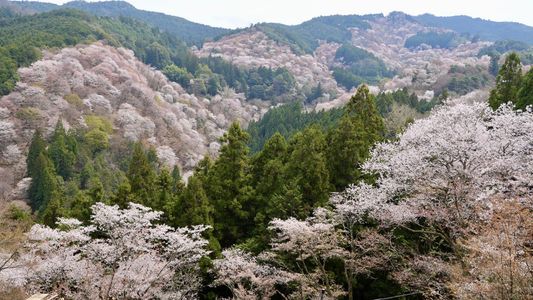 桜に染まる吉野山