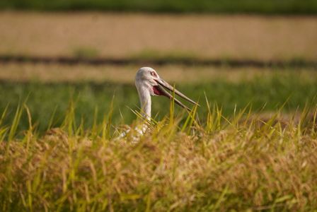 稲穂とコウノトリ