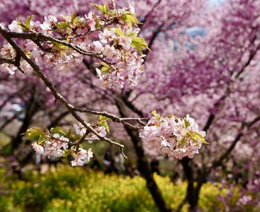 河津桜