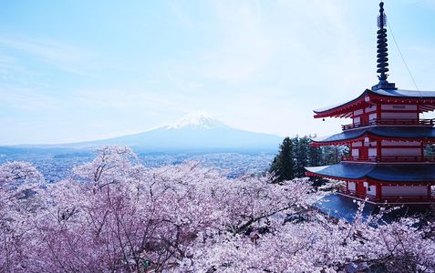 桜×富士山×五重の塔〜日本らしい景色〜