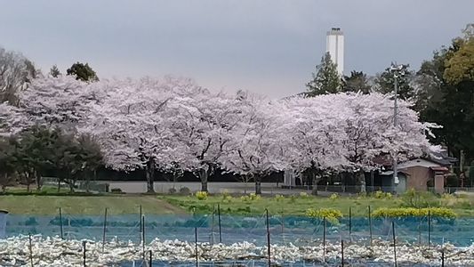神社の桜🌸&梨の花colabo