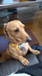 アーディ君パパソファにあげて!🐶