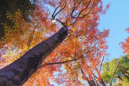 紅葉が空に向かう