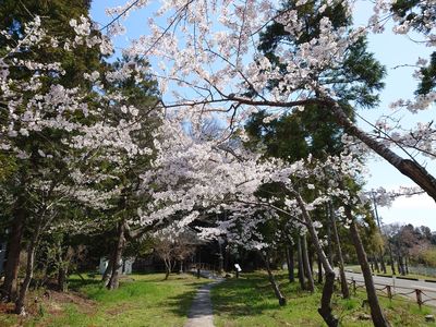 桜の参道