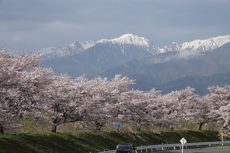 三峰川堤防桜並木