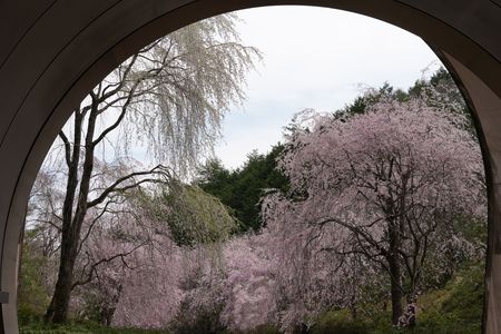 トンネルの向こうは満開の桜