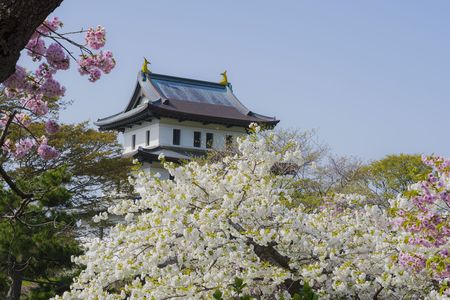 松前城と桜2