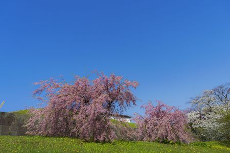 松前城のしだれ桜