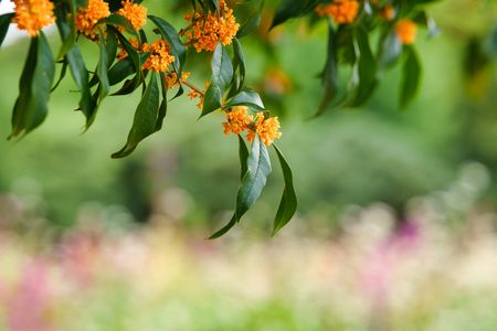 金木犀　いい香りを有難う