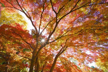 ウニウニと紅葉