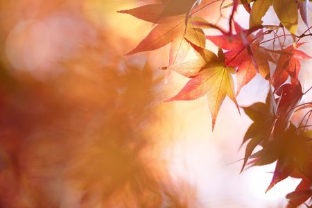 昭和記念公園　紅葉