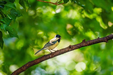 シジュウカラ歌唱中