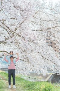 父娘、大好きな肩車と桜と笑顔
