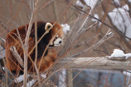 遠くを見つめるレッサーパンダ