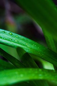 雨上がりの草