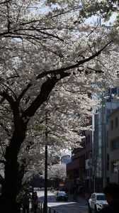 東京ミッドタウン　桜満開