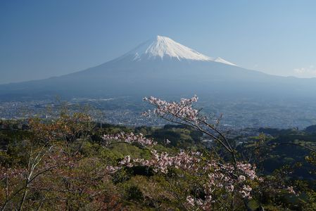今年最後の桜