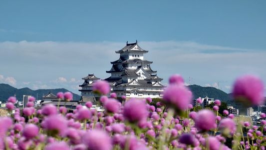 千日紅と姫路城