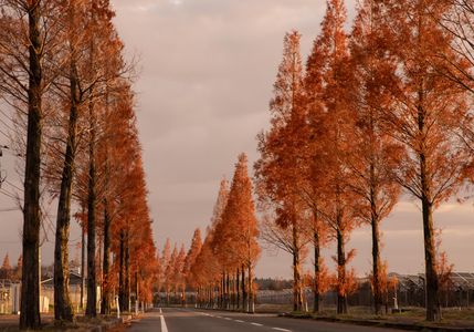 朝日を浴びるメタセコイア