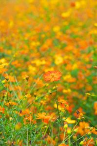 キバナコスモスに中に