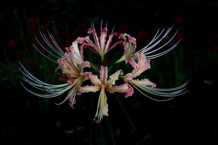 ハートを探して