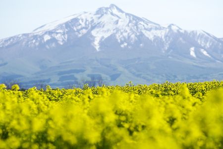 岩木山と菜の花畑