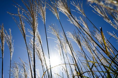 秋日の葦