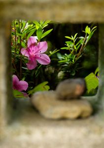 灯篭照らすツツジ