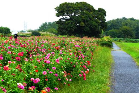 雨の花畑