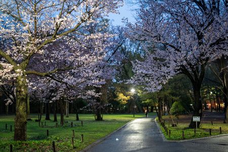 札幌円山の夜桜