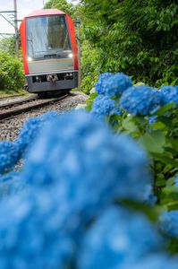紫陽花と赤い列車