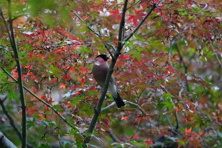 赤鷽紅葉