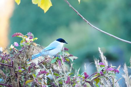 パステル調のオナガ