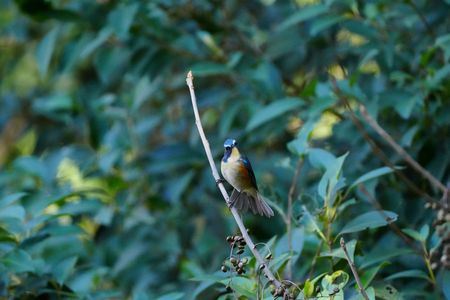 ルリビタキ♂が来た