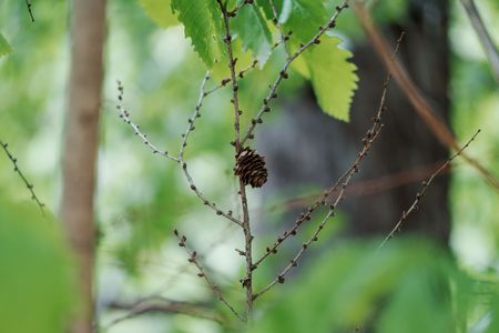 ひとりぼっくり