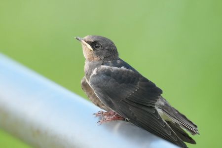 思わぬ出会い　ツバメの子