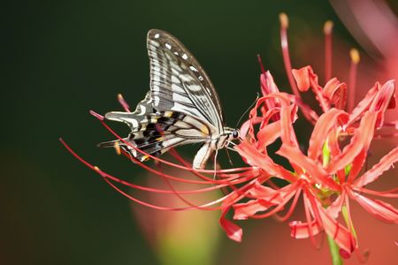 曼殊沙華とナミアゲア