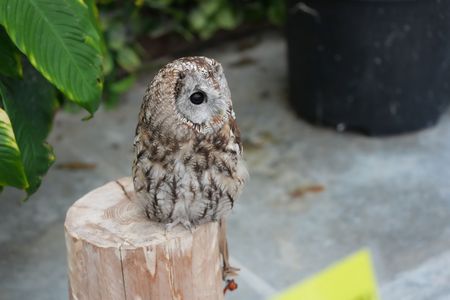 ぬいぐるみ、ではない！