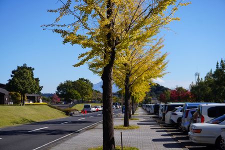 桜島とイチョウ