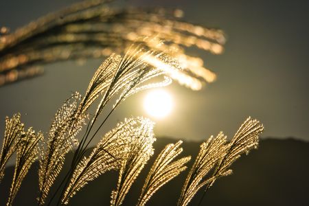 黄金のススキ